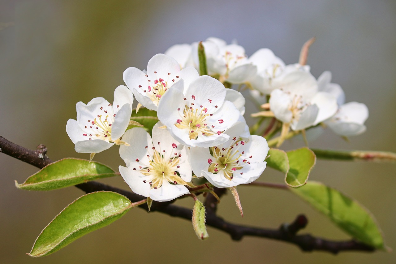 Fruitbomen kwekerij groothandel - biologische vruchtbomen & aanbiedingen